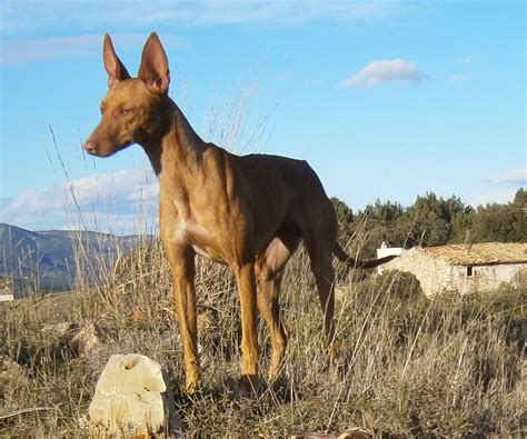 Podenco Andaluz cachorros en venta 